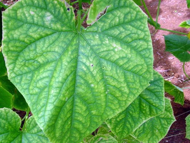 Iron deficiency in cucumber